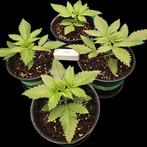Special Queen #1 × ⁴St. growlog timeline photo