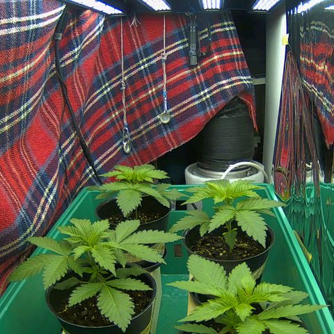 Special Queen #1 × ⁴St. growlog photo: Auf neuen Platz gestellt (ehem. Kühlschrank)