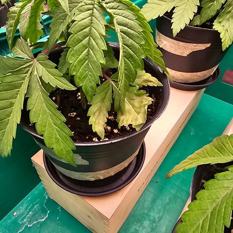 Special Queen #1 × ⁴St. growlog photo: Blätter hängen weiter und haben mehrere  haben sich gelb verfärbt.