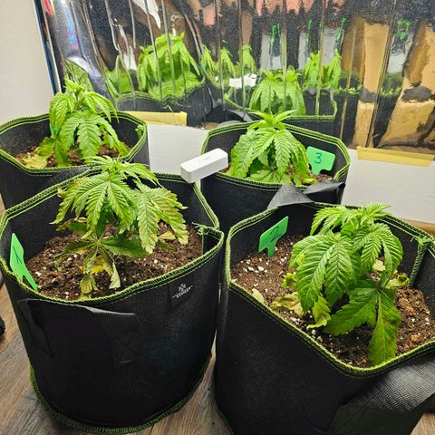 Special Queen #1 × ⁴St. growlog photo: Weitere vom Umtopfen