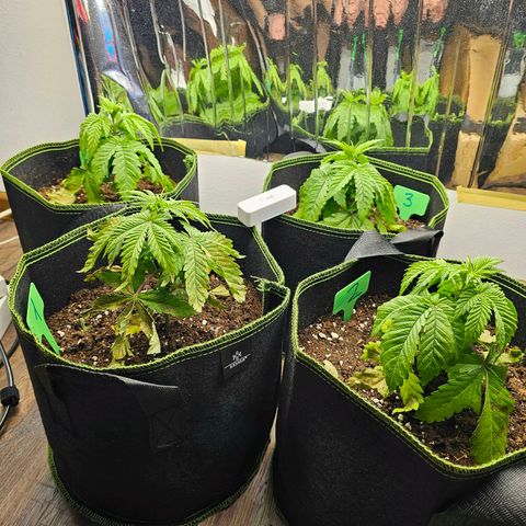 Special Queen #1 × ⁴St. growlog photo: Weitere vom Umtopfen