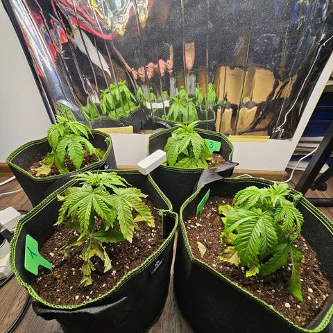 Special Queen #1 × ⁴St. growlog photo: Weitere vom Umtopfen