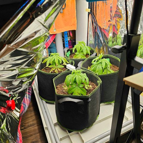 Special Queen #1 × ⁴St. growlog timeline photo