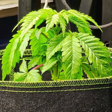 Special Queen #1 × ⁴St. growlog photo: Alle 4 etwas mehr oder weniger getrimmt.