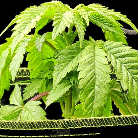 Special Queen #1 × ⁴St. growlog photo: Alle 4 etwas mehr oder weniger getrimmt.