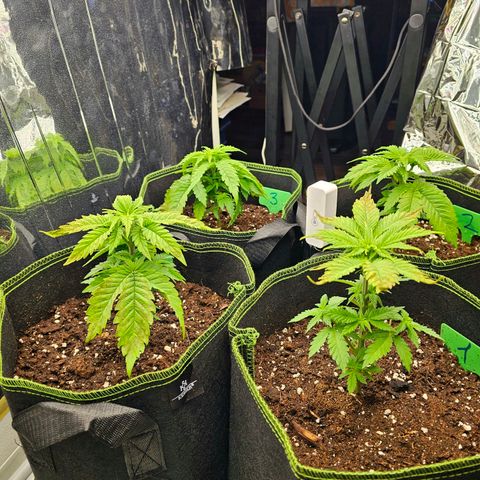 Special Queen #1 × ⁴St. growlog photo: Blätter (kaputt/sehr viel braun) gestern und heute weggeschnitten. Viele neue Triebe an den Ladys.