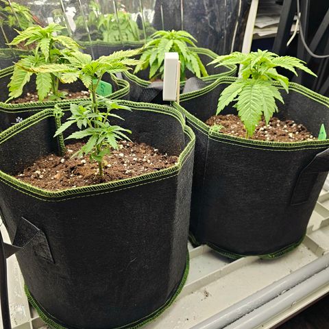 Special Queen #1 × ⁴St. growlog photo: Blätter (kaputt/sehr viel braun) gestern und heute weggeschnitten. Viele neue Triebe an den Ladys.