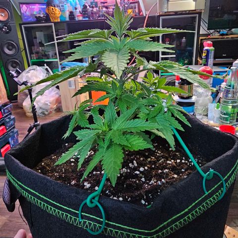 Special Queen #1 × ⁴St. growlog photo: LST bei allen 4 Babys