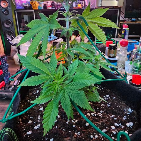 Special Queen #1 × ⁴St. growlog photo: LST bei allen 4 Babys