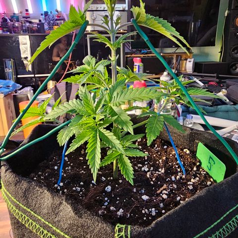 Special Queen #1 × ⁴St. growlog photo: LST bei allen 4 Babys
