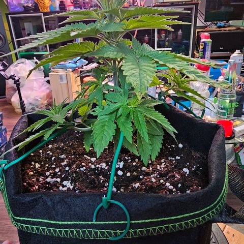 Special Queen #1 × ⁴St. growlog photo: LST bei allen 4 Babys