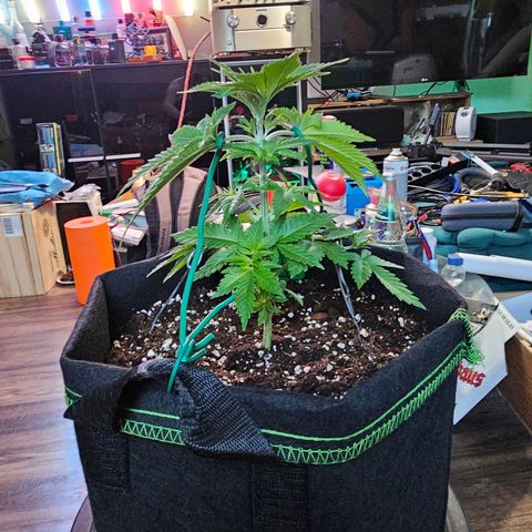 Special Queen #1 × ⁴St. growlog photo: LST bei allen 4 Babys