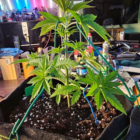 Special Queen #1 × ⁴St. growlog photo: LST bei allen 4 Babys