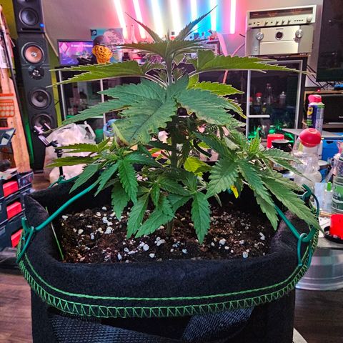 Special Queen #1 × ⁴St. growlog photo: LST bei allen 4 Babys