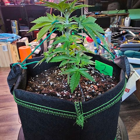 Special Queen #1 × ⁴St. growlog photo: LST bei allen 4 Babys