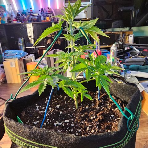 Special Queen #1 × ⁴St. growlog photo: LST bei allen 4 Babys