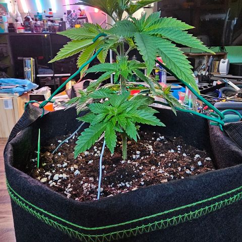 Special Queen #1 × ⁴St. growlog photo: LST bei allen 4 Babys