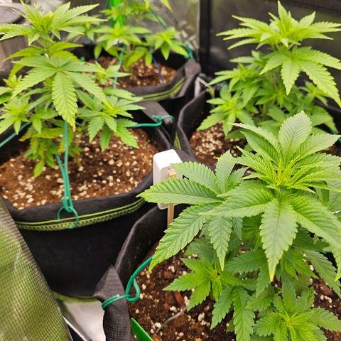 Special Queen #1 × ⁴St. growlog timeline photo