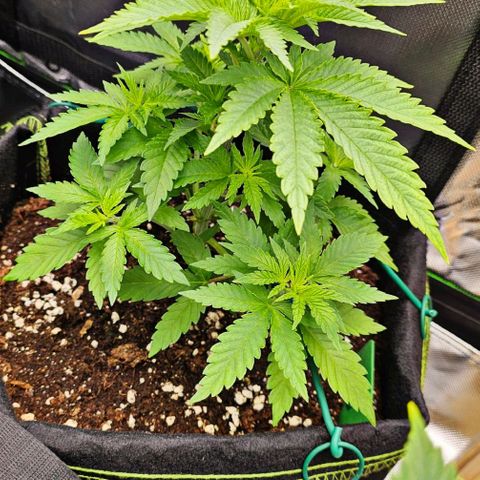 Special Queen #1 × ⁴St. growlog timeline photo