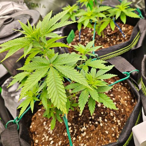 Special Queen #1 × ⁴St. growlog photo: Nice Cannabis BDSM 👅