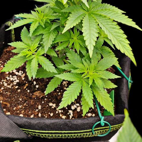Special Queen #1 × ⁴St. growlog photo: Nice Cannabis BDSM 👅