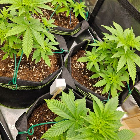 Special Queen #1 × ⁴St. growlog photo: Nice Cannabis BDSM 👅
