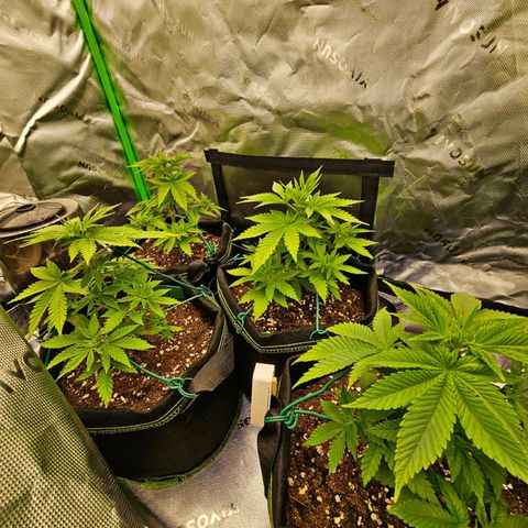 Special Queen #1 × ⁴St. growlog timeline photo