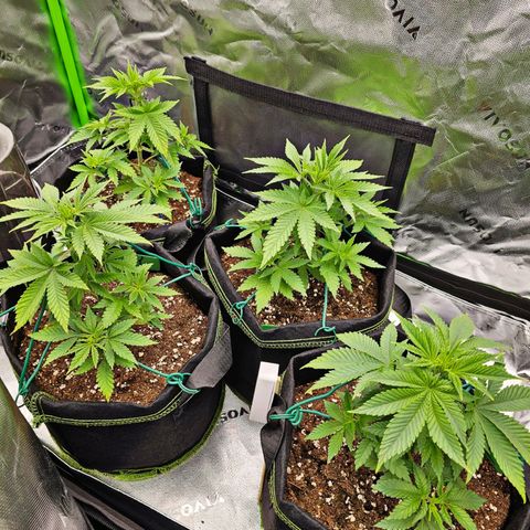Special Queen #1 × ⁴St. growlog timeline photo