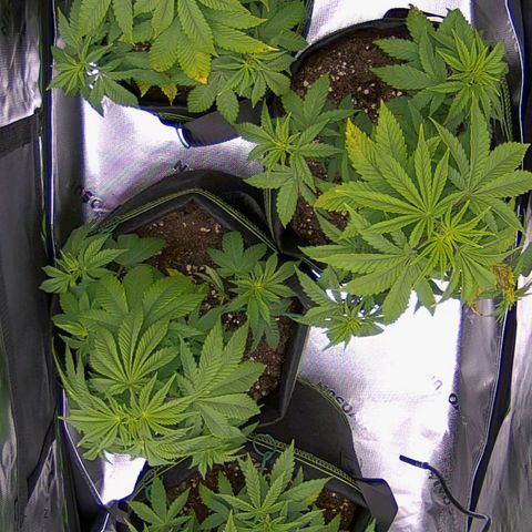 Special Queen #1 × ⁴St. growlog timeline photo