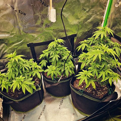 Special Queen #1 × ⁴St. growlog photo: Letzter Trimm vor der Blütephase