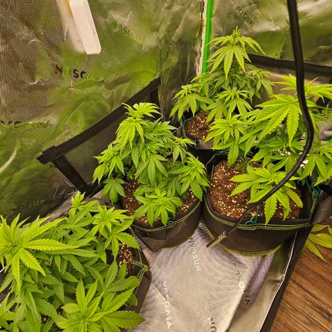 Special Queen #1 × ⁴St. growlog photo: Letzter Trimm vor der Blütephase