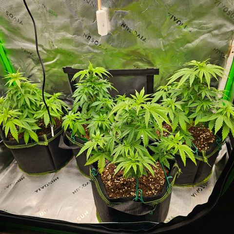 Special Queen #1 × ⁴St. growlog photo: Letzter Trimm vor der Blütephase