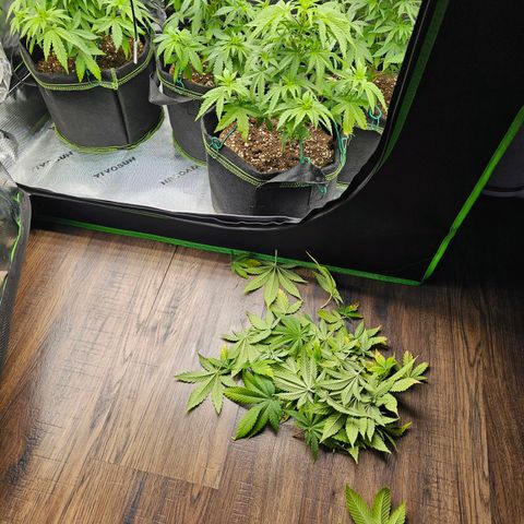 Special Queen #1 × ⁴St. growlog photo: Letzter Trimm vor der Blütephase
