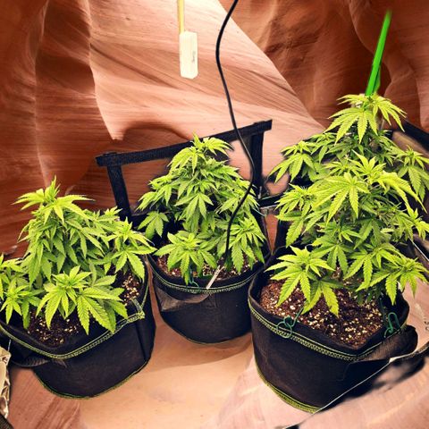Special Queen #1 × ⁴St. growlog timeline photo