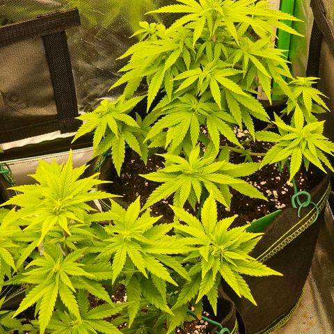 Special Queen #1 × ⁴St. growlog timeline photo