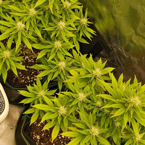 Special Queen #1 × ⁴St. growlog photo: 4. Woche