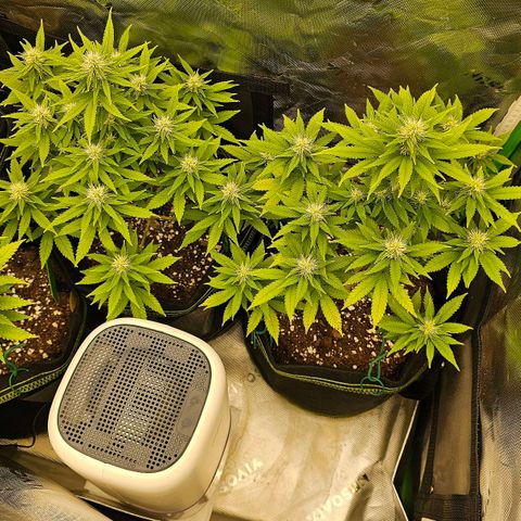 Special Queen #1 × ⁴St. growlog timeline photo