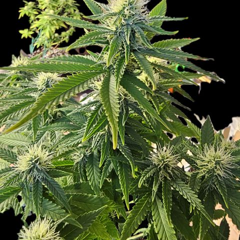 Special Queen #1 × ⁴St. growlog timeline photo