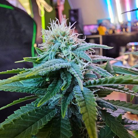 Special Queen #1 × ⁴St. growlog photo: Glitter