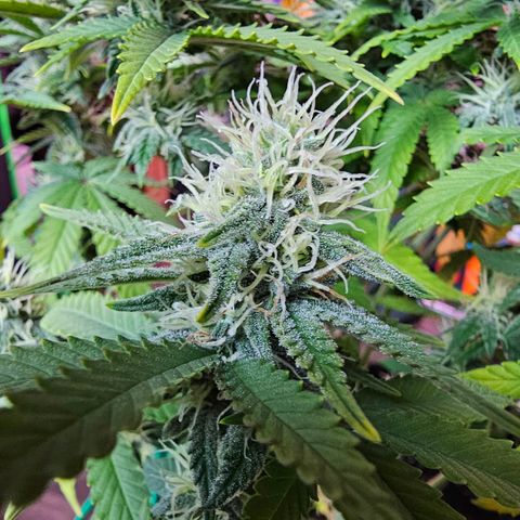 Special Queen #1 × ⁴St. growlog photo: Glitter