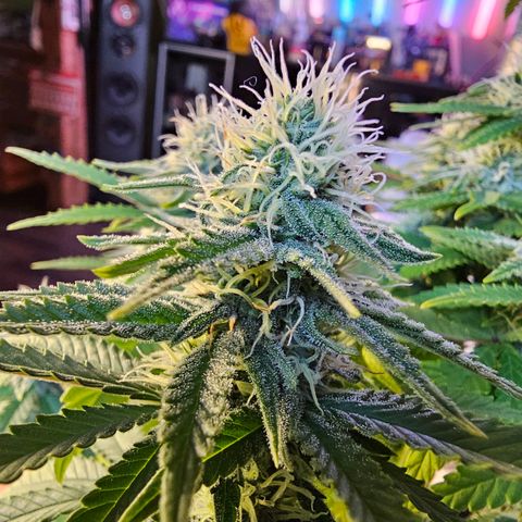 Special Queen #1 × ⁴St. growlog timeline photo