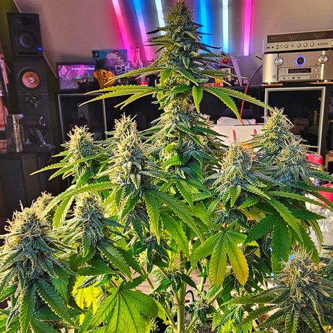 Special Queen #1 × ⁴St. growlog timeline photo