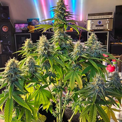 Special Queen #1 × ⁴St. growlog timeline photo