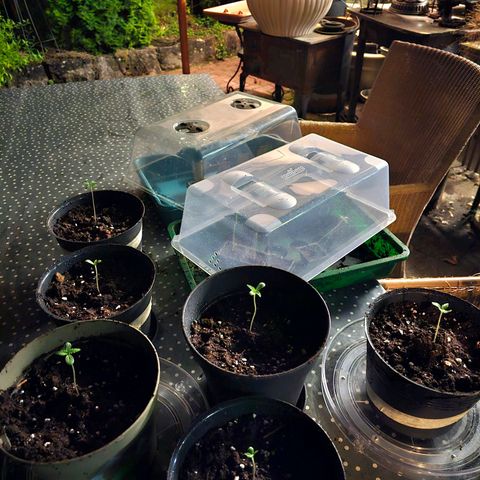 Holy Snow ⁶St (Hawaiian Snow x Holy Punch) growlog photo: 6 x ca 1,5 Liter auf Luki Terrasse unterm Schirm 