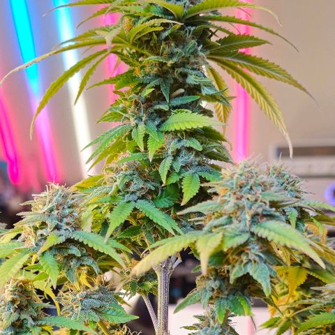 Special Queen #1 × ⁴St. growlog photo: 2-7 Tage vor Ernte ca.