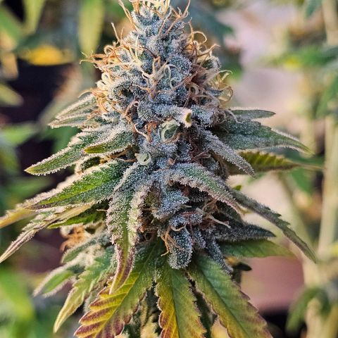 Special Queen #1 × ⁴St. growlog photo: 2-7 Tage vor Ernte ca.