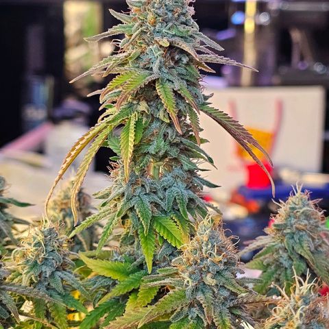 Special Queen #1 × ⁴St. growlog photo: 2-7 Tage vor Ernte ca.