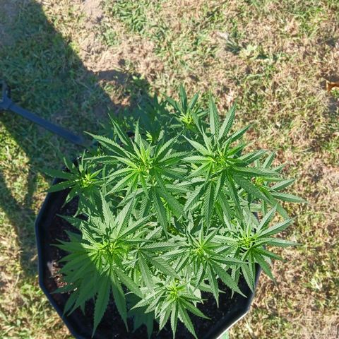 Blazing Dragon growlog photo: Se le echó plaguicidas al tiesto grande y se folió con nitrogeno en las hojas y un poco de fertilizante de pez y aceite de coco en hojas.  [Foliación]