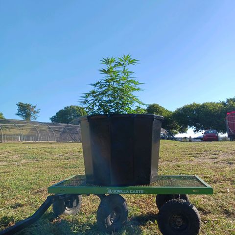 Blazing Dragon growlog photo: Se le echó plaguicidas al tiesto grande y se folió con nitrogeno en las hojas y un poco de fertilizante de pez y aceite de coco en hojas.  [Foliación]