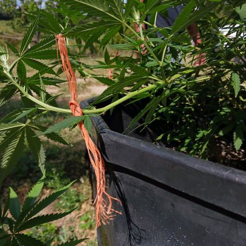 Blazing Dragon growlog timeline photo